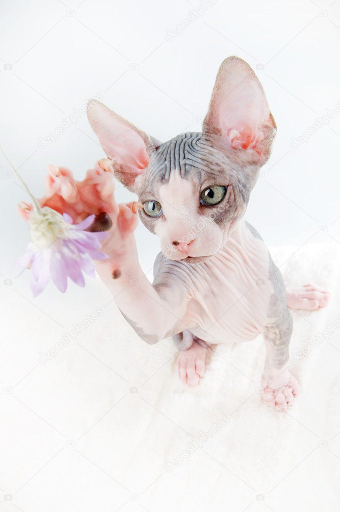 sphinx kitten hunting Stock Photo by 1252227