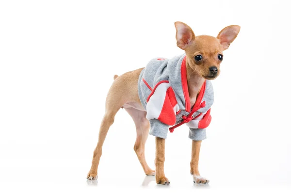 Grappige chihuahua hond in jas — Stockfoto