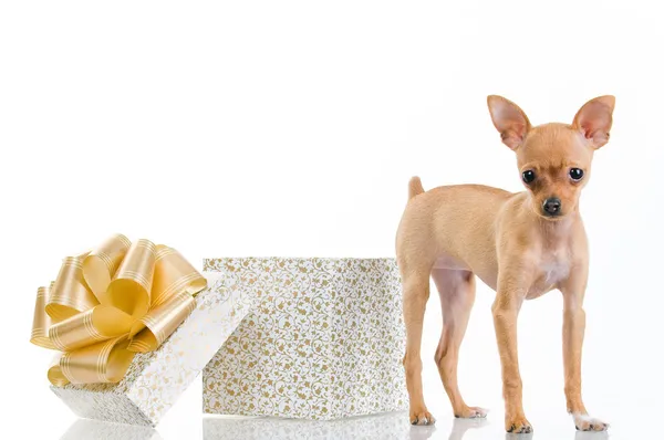 Αστείο σκυλάκι κοντά σε συσκευασία δώρου — Φωτογραφία Αρχείου