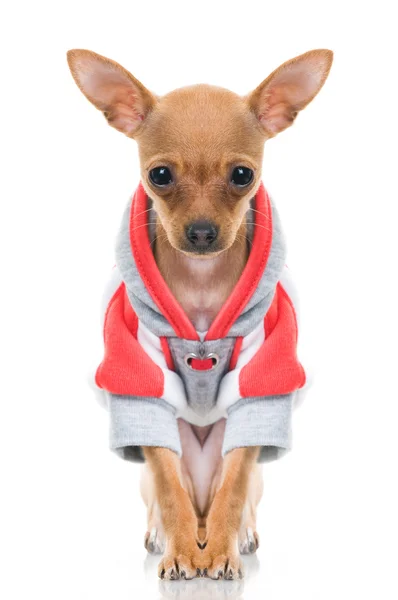 Divertente cagnolino in giacca — Foto Stock