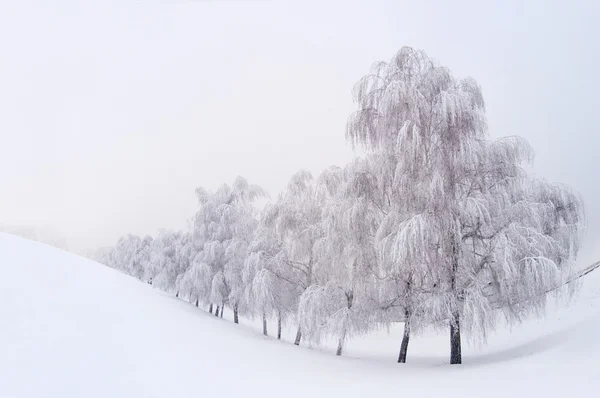 Vinterlandskap – stockfoto