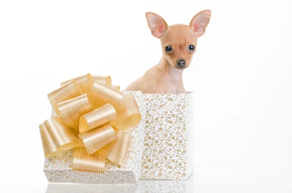 Весела маленька собака в подарунковій коробці — стокове фото