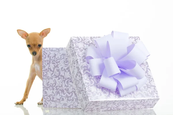 Весела маленька собака біля подарункової коробки — стокове фото
