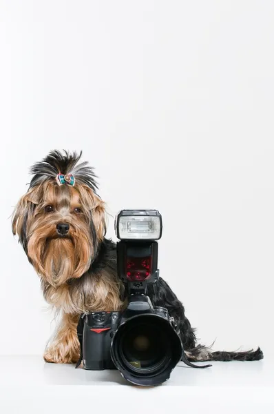 Divertido perrito con cámara digital — Foto de Stock