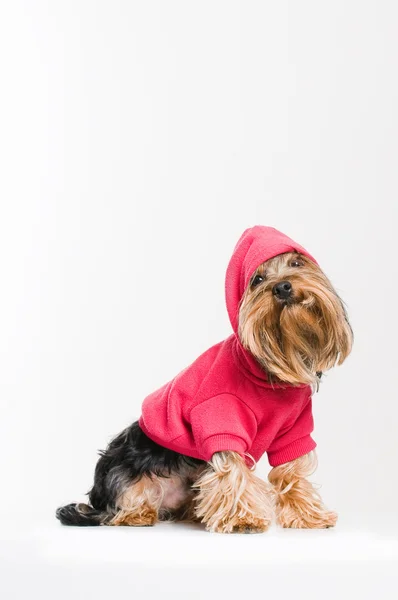 Terrier Yorkshire carino in pullover rosa — Foto Stock