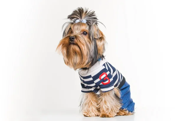 Roliga yorkshire terrier i pullover — Stockfoto