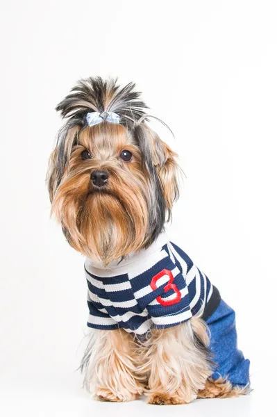 Söt yorkshire terrier i pullover — Stockfoto