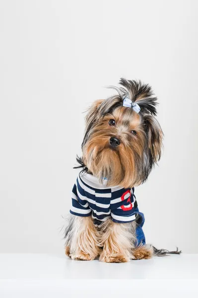 Funny little Yorkshire terrier — Stock Photo, Image