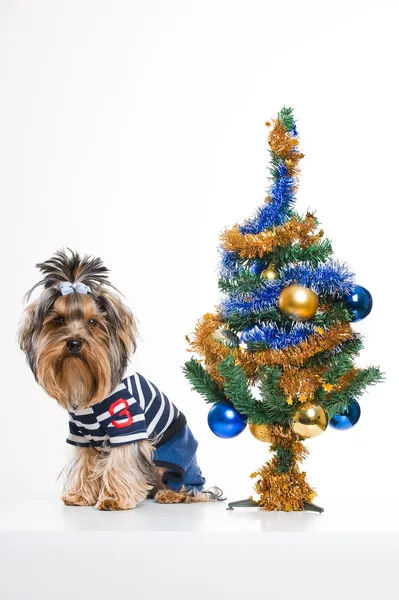 Söt yorkshire terrier nära julgran — Stockfoto