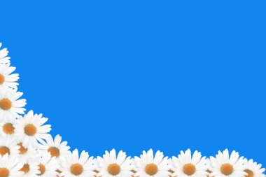 Camomile_2