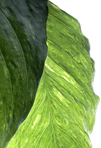 Abstract leaf — Stock Photo, Image