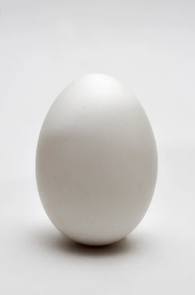 stock image Egg