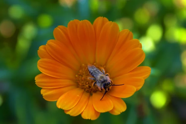 stock image Flower