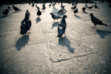 Pigeons in a city clipart