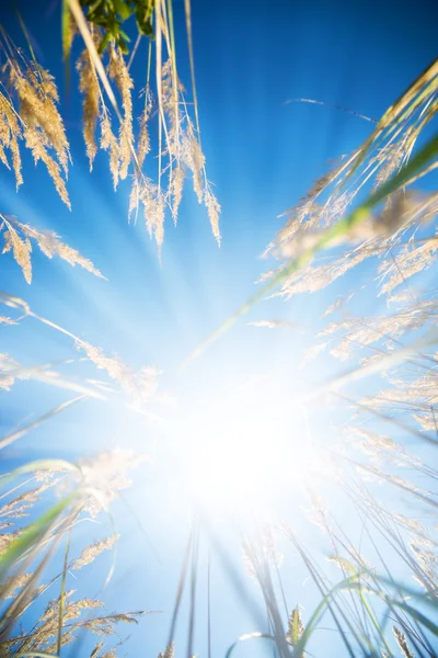 Hohes Gras und strahlende Sonne — Stockfoto