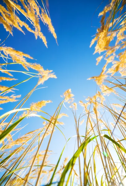 Vysoké trávy na pozadí modré oblohy — Stock fotografie