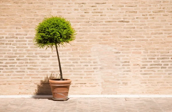 Árvore em um vaso de plantas — Fotografia de Stock