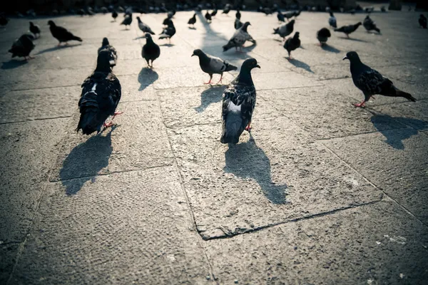 在一个城市中的鸽子 — 图库照片