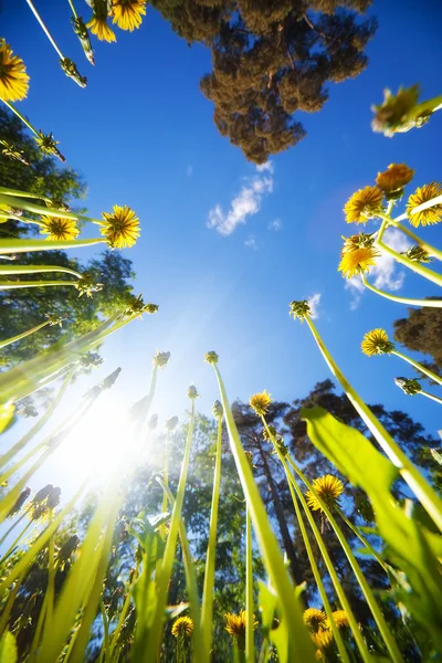 Hoog gras en blauwe hemel — Stockfoto