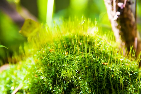 Forest grass closeup — Stock Photo, Image