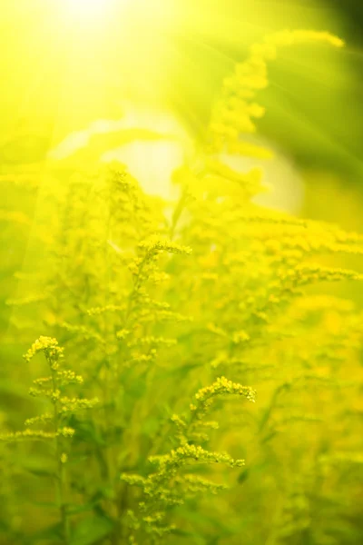 太陽光線と小さな黄色い花 — ストック写真