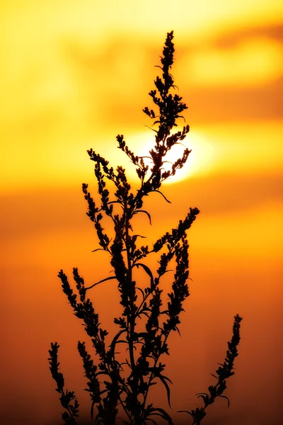 일몰 광경에 나타나는 식물의 실루엣 — 스톡 사진