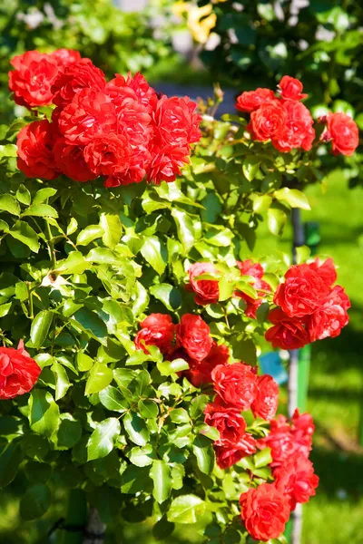 Cespuglio di rose rosse — Foto Stock