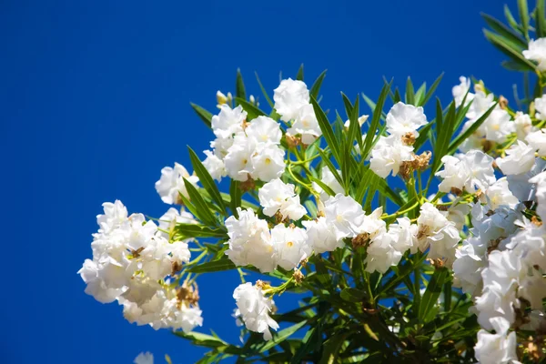 stock image White flowers