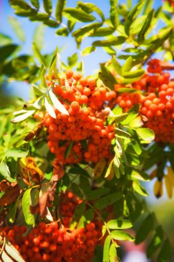 Kırmızı ashberry dal