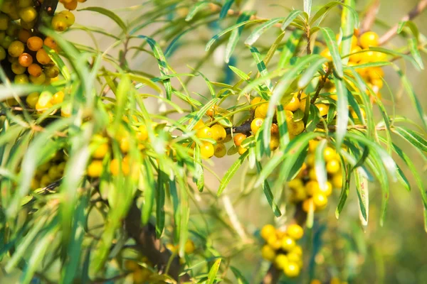 stock image Sea-buckthorn berries