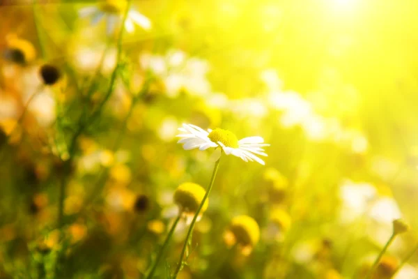 Ромашка і яскраве сонячне світло — стокове фото