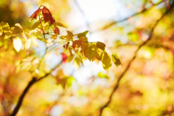 Podzimní červené listy — Stock fotografie