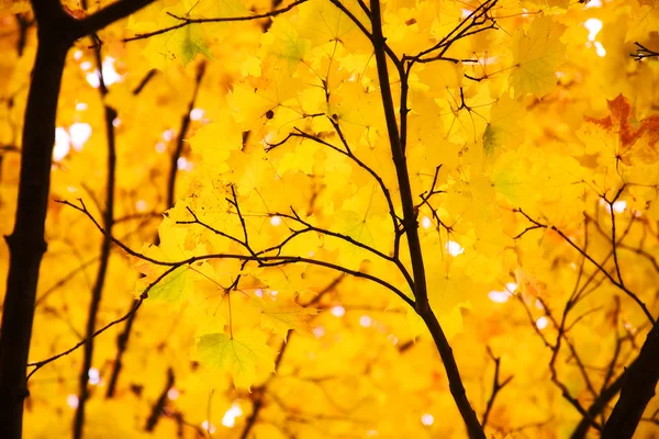 가을 단풍 잎이 나뭇가지에 달린 모습 — 스톡 사진