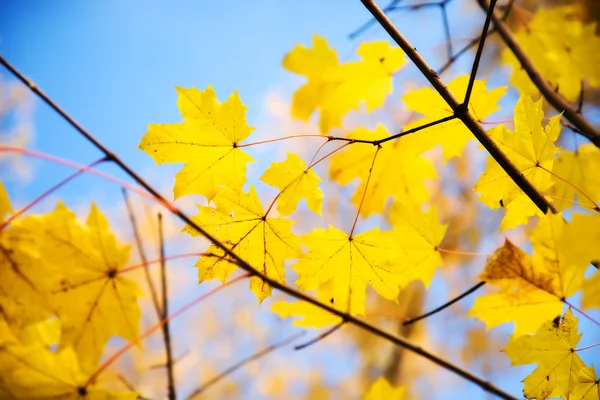 Hojas de arce de otoño en una rama — Foto de Stock