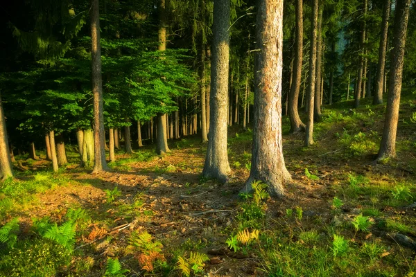 野生森林 — 图库照片