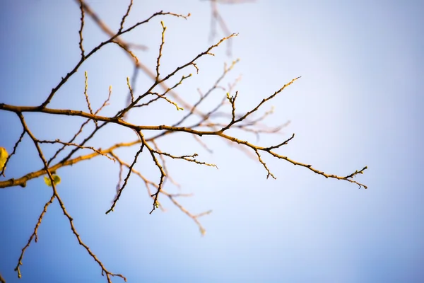 Branche d'arbre — Photo