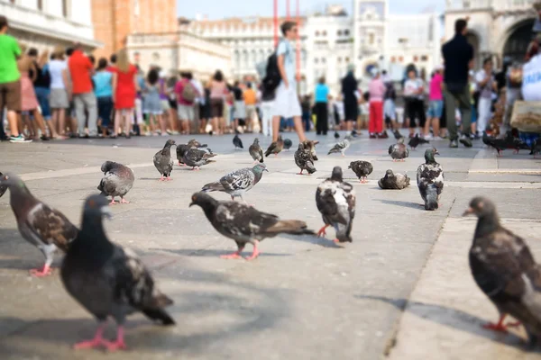Venedik güvercinler — Stok fotoğraf
