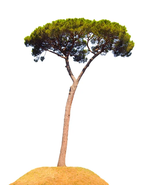 Drzewo na wzgórzu — Zdjęcie stockowe