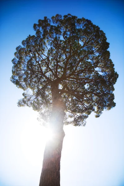 Árbol grande sobre el sol y el cielo azul de fondo — Foto de Stock