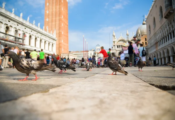 Venice pigeons — Stock Photo, Image