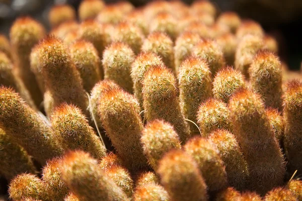 Primo piano del piccolo cactus — Foto Stock
