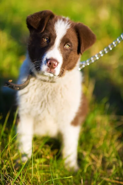 stock image Nice puppy