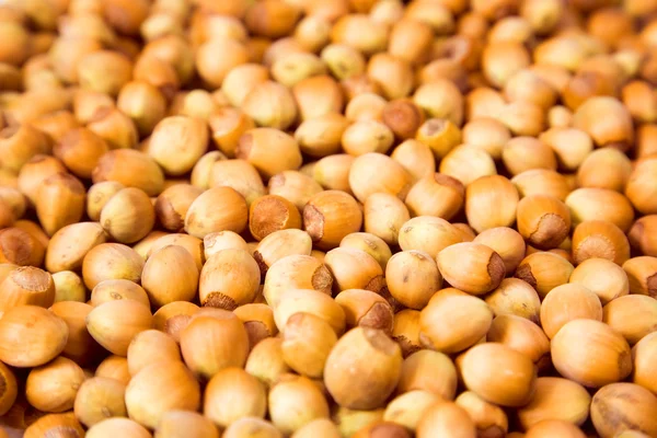 stock image Hazelnut closeup