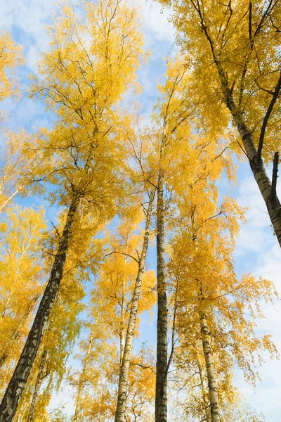 Birke mit gelben Blättern — Stockfoto