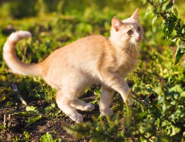 Lekfull kattunge — Stockfoto