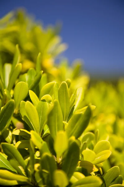 Zöld növény kék ég háttér — Stock Fotó