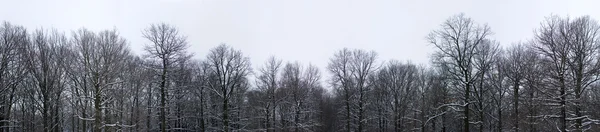 겨울 나무 톱 — 스톡 사진