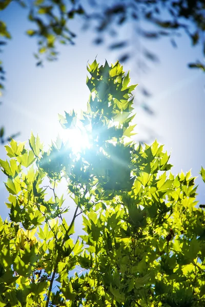 Gökyüzü arka plan ağaç dallarında — Stok fotoğraf