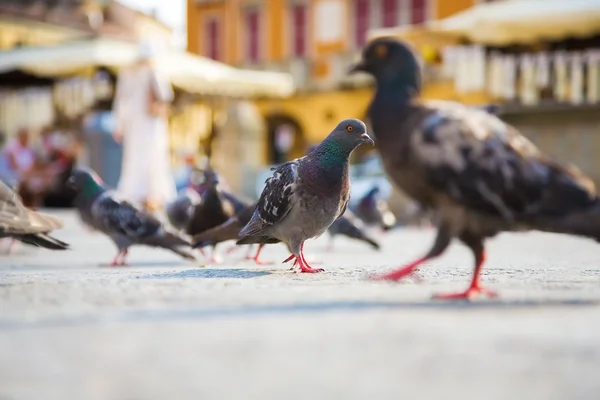 stock image Pigeons in a city