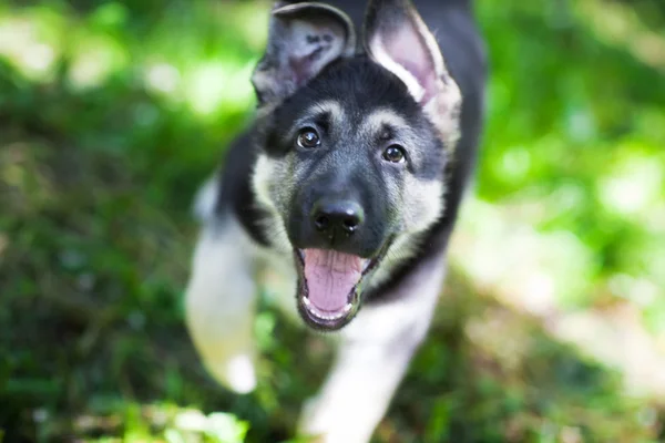 Stock image Playful puppy runing